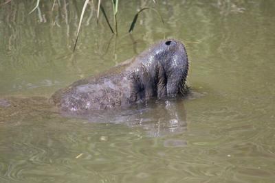Manatee Spotted in Chesapeake and Delaware Canal