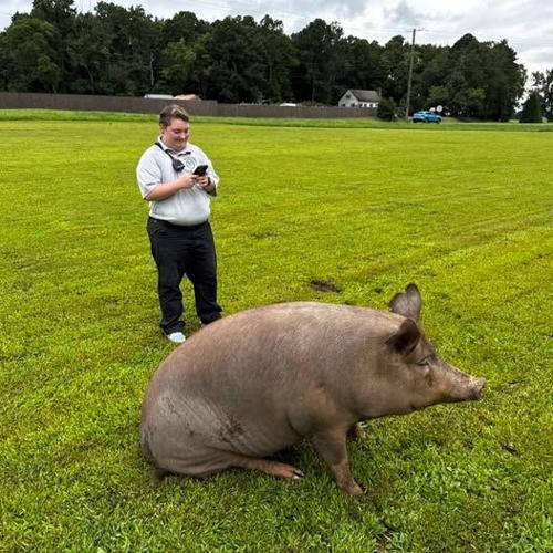 Runaway hog