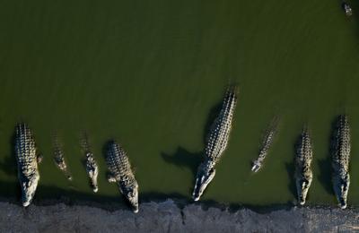 Israel Crocodiles