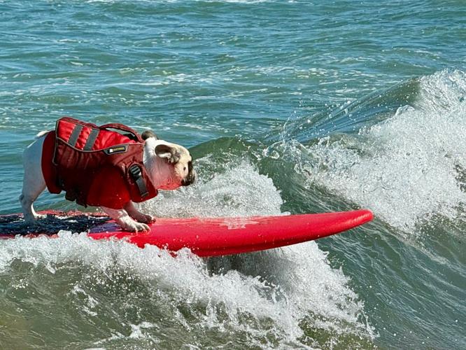 US Dog Surf Competition