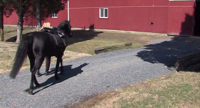 Halo s Haven Horse Rescue   Wednesday  April 8  2015   YouTube