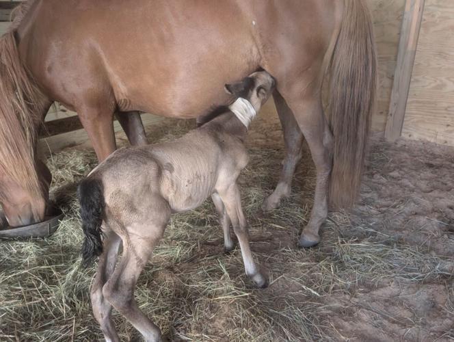 An abandoned foal nurses from adoptive mom EJ