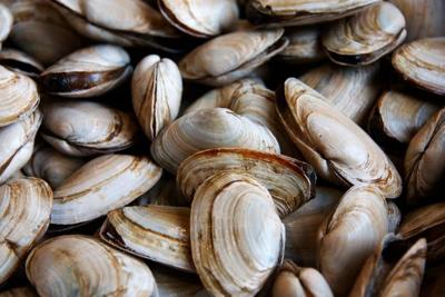 Shellfish Harvest Restrictions Imposed After Wastewater Leak