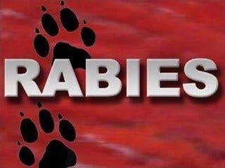 Cat Tests Positive for Rabies in Wicomico County