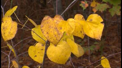 Travels With Charlie: “In Search of the Color Yellow”