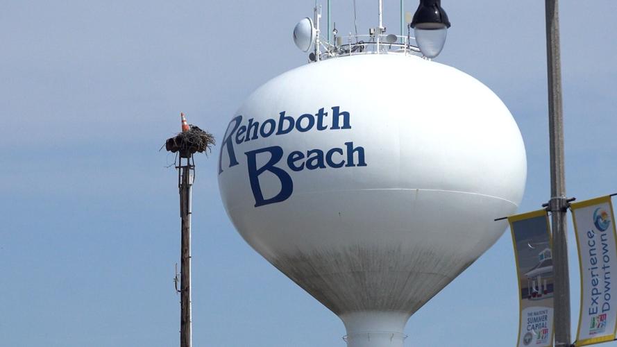 Rehoboth Beach Osprey
