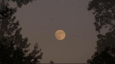 Travels With Charlie: Dragonflies