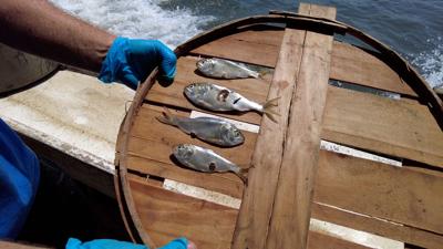 Diseased and Dead Menhaden