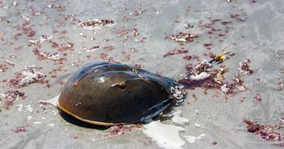 Horseshoe Crab