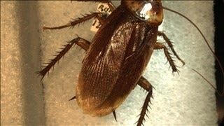 Cockroaches Infest Elementary School in Princess Anne