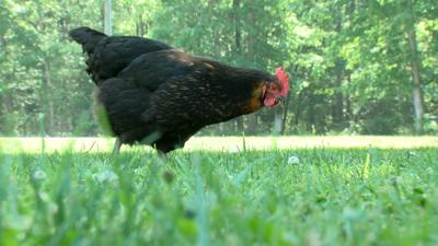 Kent County Looks at Backyard Chicken and Rooster Restrictions
