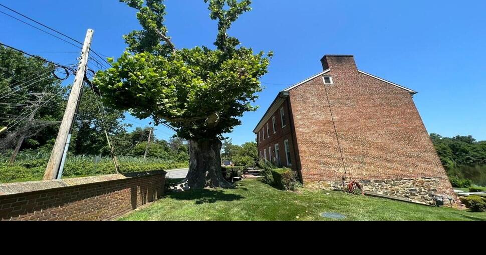 Delaware Tree that Witnessed Council of War to be Memorialized