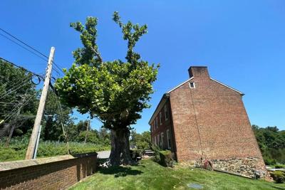Delaware Tree that witnessed council of war to be memorialized