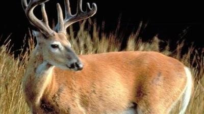 DNREC Opens Additional Delaware Hunting Seasons