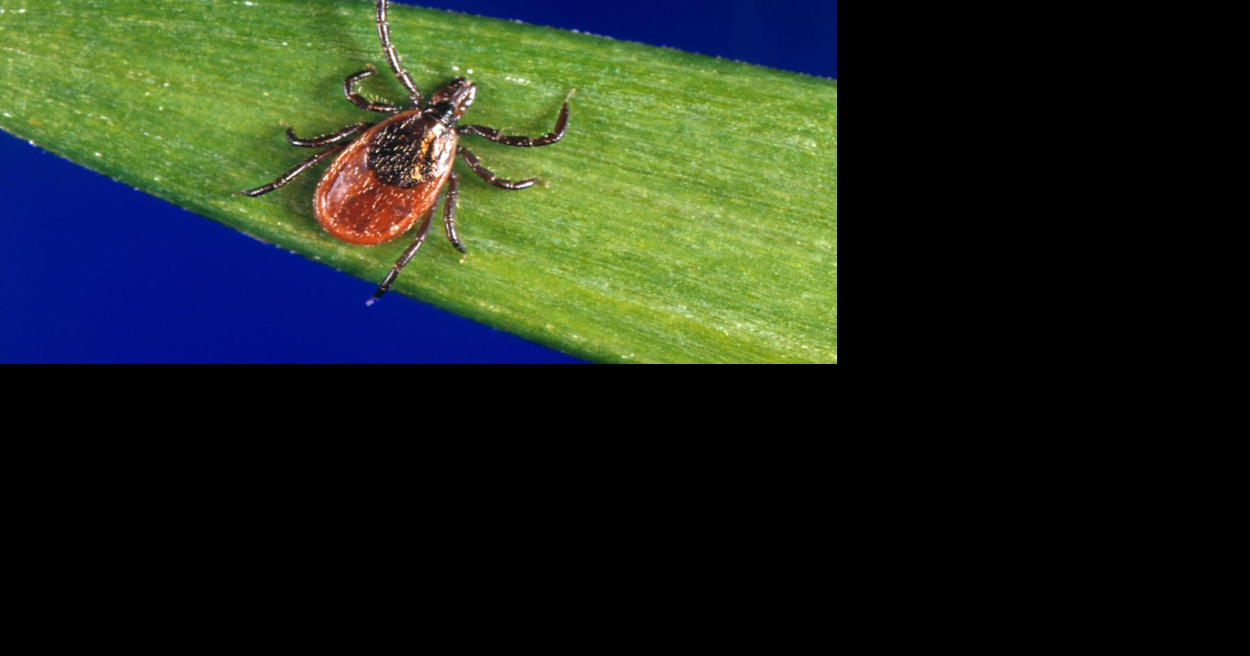 DNREC, DPH urge tick awareness as outdoor season ramps up in Delaware