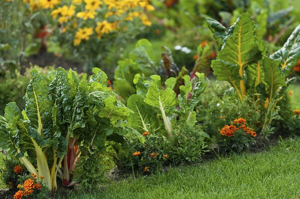 Baywater Farms