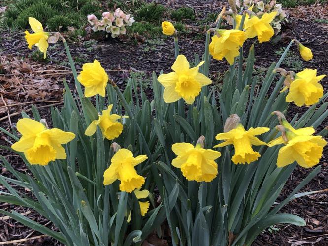 daffodils golden yellow.gr.