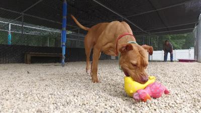Puppy Mill Concerns at Center of Maryland Pet Store Lawsuit