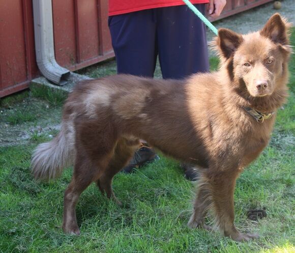 Copper