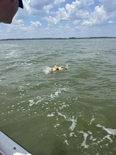 indian river bay turtle.jpg