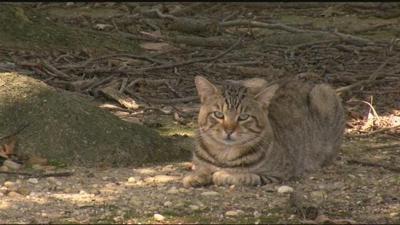 Kent County Approves Plan to Deal With Feral Cat Colonies