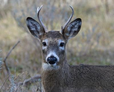 White tailed deer