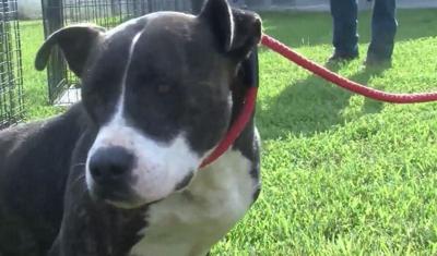 Brandywine Valley SPCA Rescues Hurricane Florence Pets