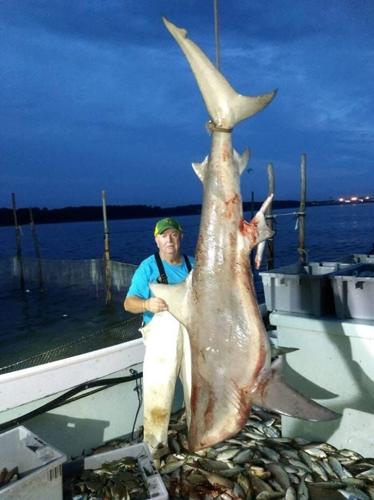 Hoopers Island Waterman Catches Large Bullshark in Chesapeake Bay