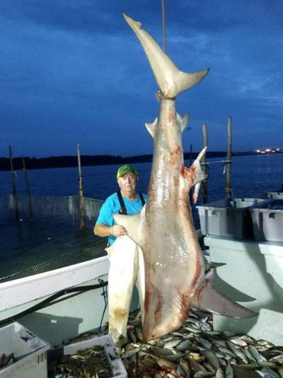 Hoopers Island Waterman Catches Large Bullshark in Chesapeake Bay