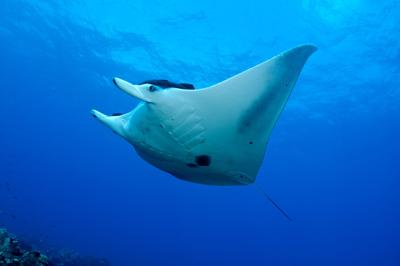 Photo NMFS.NOAA.GOV