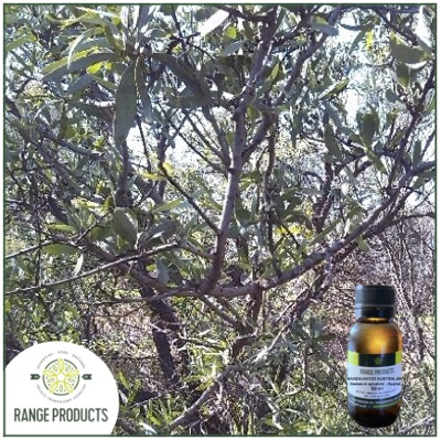 Range Products Explores the Benefits of Sandalwood Essential Oil in Natural Wellness Practices