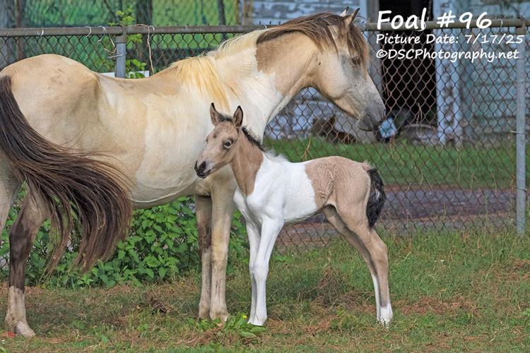 Foal #96