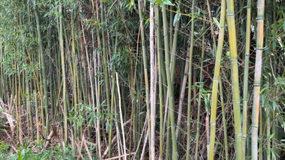 Bamboo