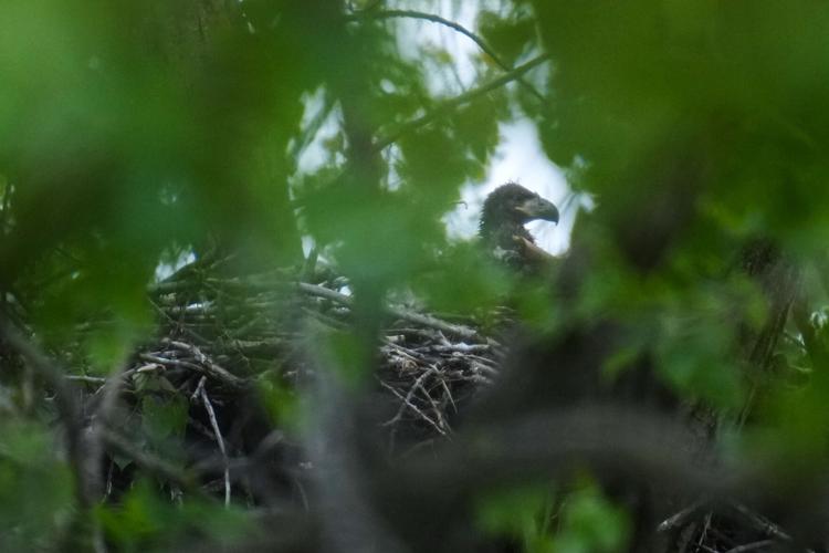 Baby Eagles Chicago