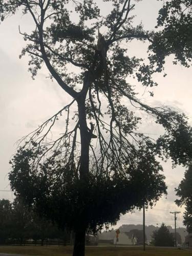 Laurel damage