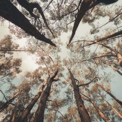 Arbor One Tree Service: Colorado Springs' Reliable Tree Service