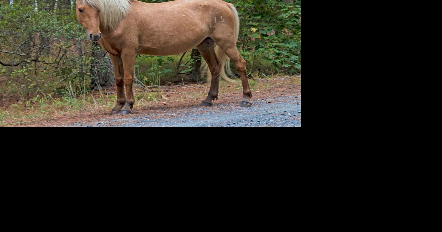 Chincoteague pony found dead after becoming stuck