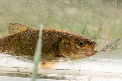 Proposed Endangered Fish Nevada