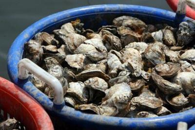 Oyster Season on Delmarva Off to Strong Start