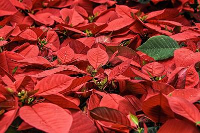 poinsettia-557704_1920
