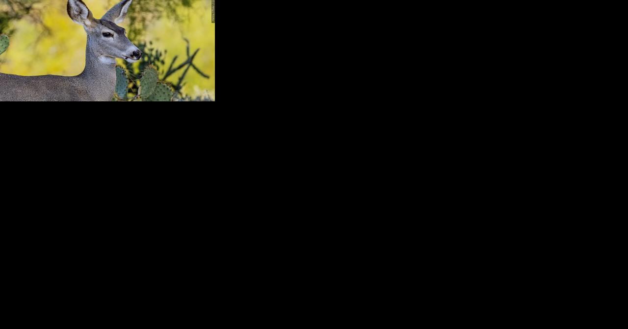 Maryland House Passes Bill Continuing Antlerless Deer Hunting Programs - Vimarsana News