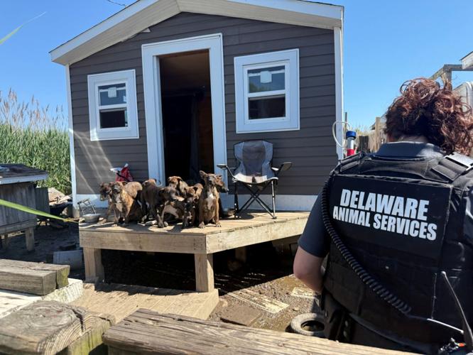 Smyrna Dog Rescue