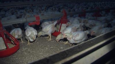 A Peek Inside a Wicomico Poultry House