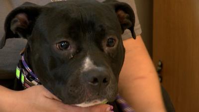 Dogs Displaced From Shelter Crash Up for Adoption in Dover