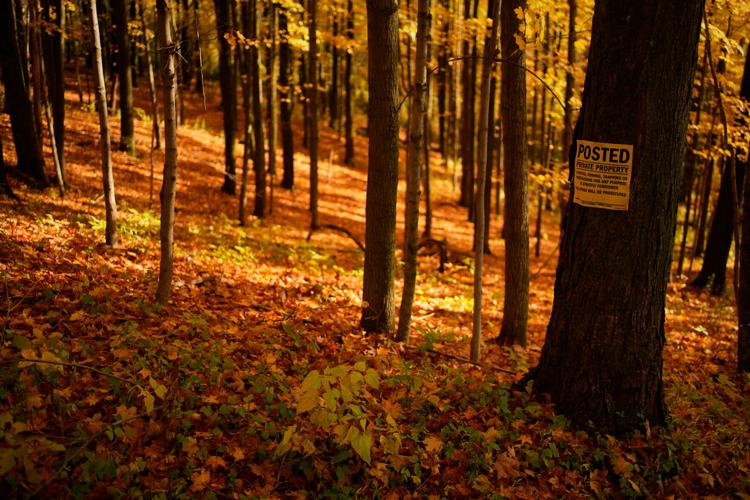Fall Foliage New York