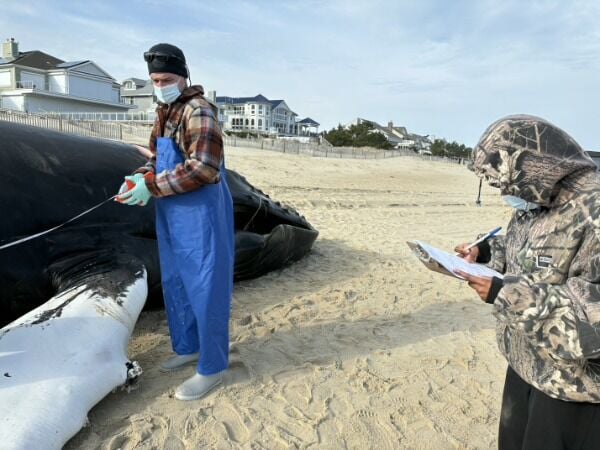 Humpback whale washes onto Bethany Beach shore