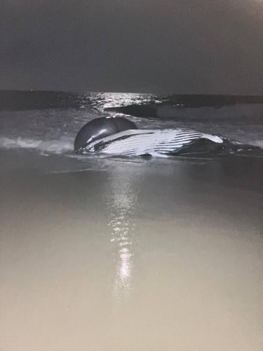 BEACHED WHALE_2.jpg