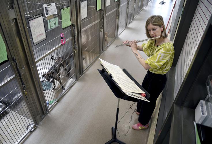 Shelter Animals Music Therapy