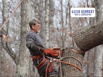Affordable Arborist Services Help Northern Virginia Homeowners Manage Tree Care Costs
