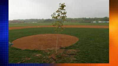 Tree Planted on Queen Anne's County HS Baseball Field in Possible Senior Prank